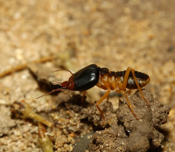 The big soldier termite of soil eaters — Stock Photo, Image