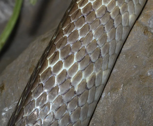 Pele de cobra no zoológico — Fotografia de Stock