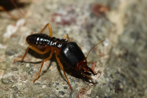 The soldier termite of soil eaters — Stock Photo, Image