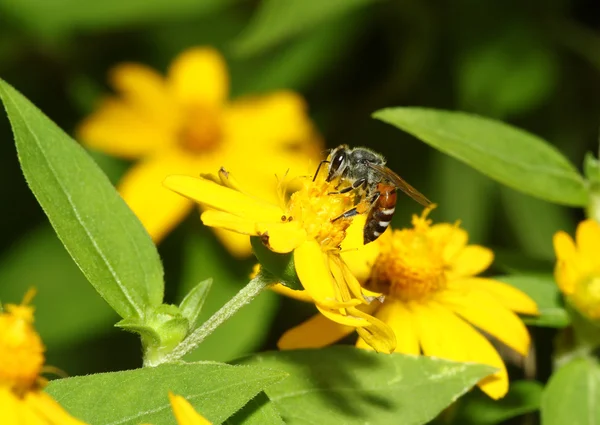 Abeille en fleur abeille étonnante, abeille pollinisée de fleur jaune — Photo