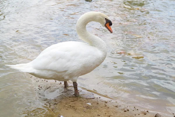 Cisne no Lago Lucerna da Tailândia — Fotografia de Stock