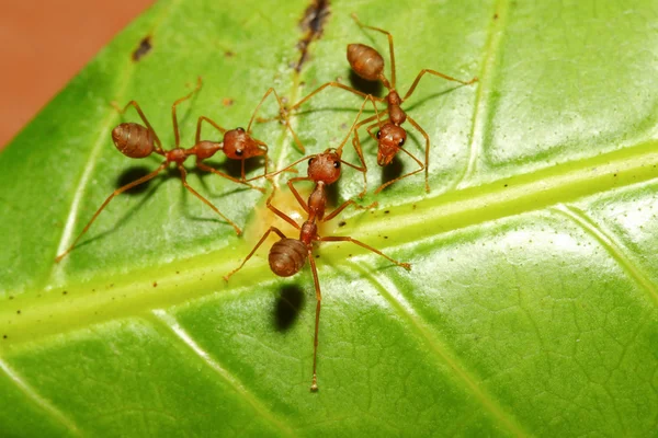 Three red ant on green leaf — Stock Photo, Image