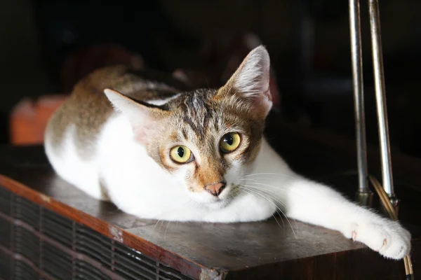 Rahat bir Mısır Mau kedi kanepede rahatlatır. Sığ derinlik — Stok fotoğraf