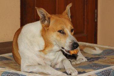 evde köpek Tay yemek