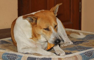 evde köpek Tay yemek