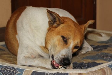 evde köpek Tay yemek