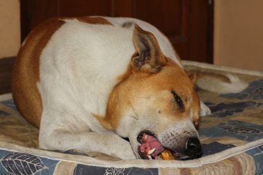 evde köpek Tay yemek