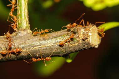 ağaç üzerinde yürüme grup karınca