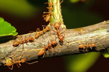 ağaç üzerinde yürüme grup karınca