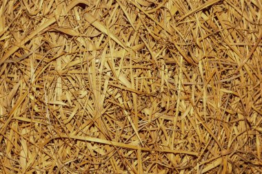 doku saman portre renkli. 