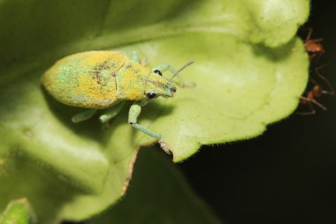 Bahçe içinde yaprak üzerinde yeşil weevil kapatın