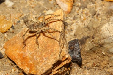 Kurt örümcek kaya