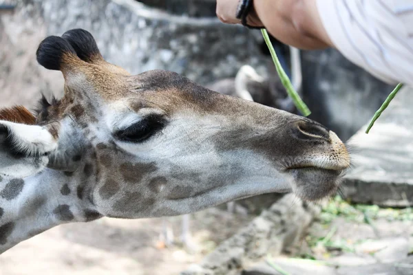 Alimentando Girafas — Fotografia de Stock