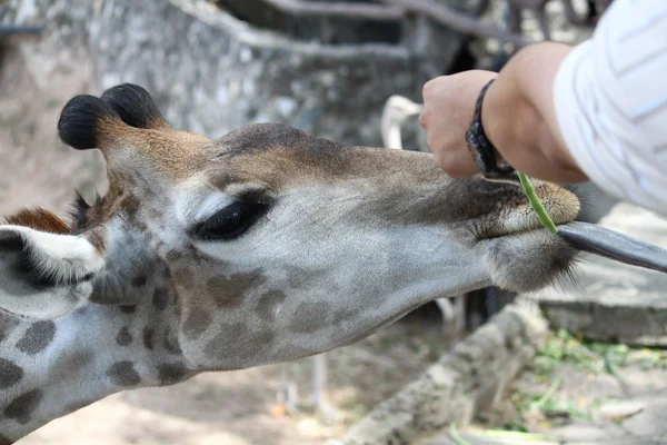 Alimentando Girafas — Fotografia de Stock