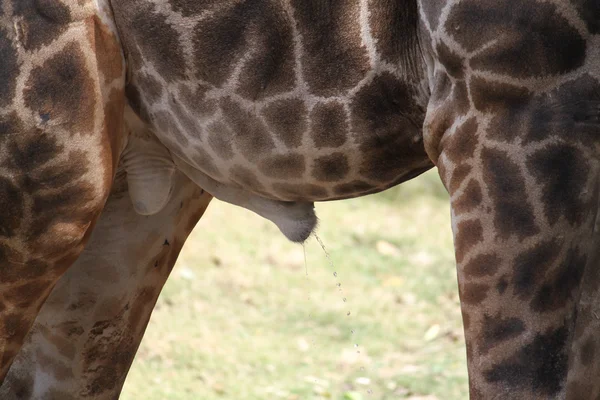 Pee Giraffe — Stock Photo, Image