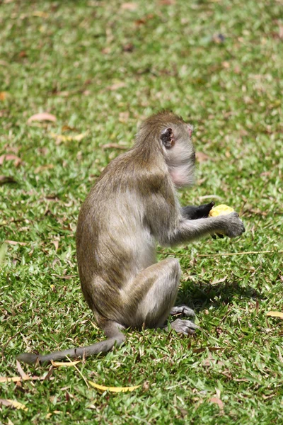 Comer monos — Foto de Stock