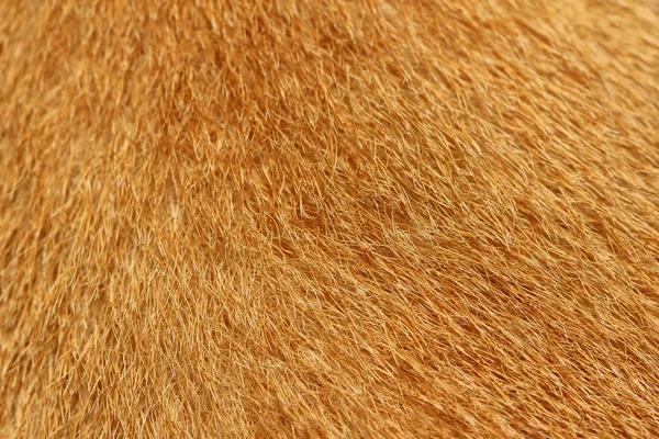 Close up picture on the animal fur, suitable as a background — Stock Photo, Image