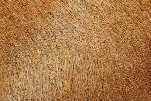 Närbild bild på djurs päls, lämplig som en bakgrund — Stockfoto