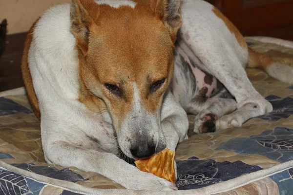 evde köpek Tay yemek