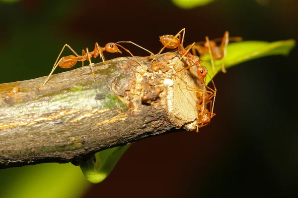 Gruppo formica che cammina sull'albero — Foto Stock