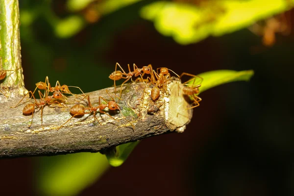 Gruppo formica che cammina sull'albero — Foto Stock