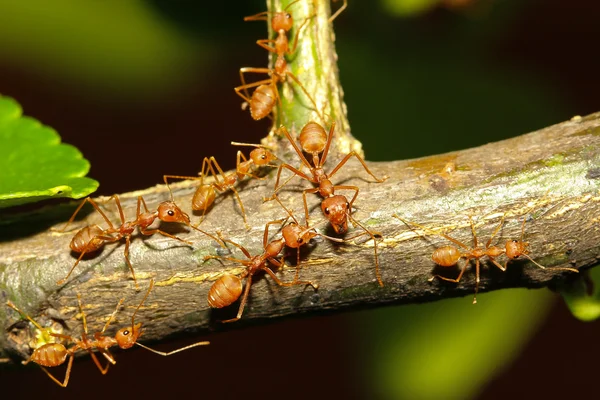 Gruppo formica che cammina sull'albero — Foto Stock