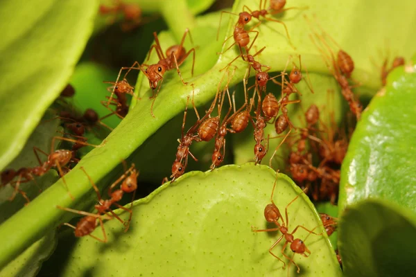 Ant build home from leaf — Stock Photo, Image