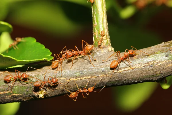 Gruppo formica che cammina sull'albero — Foto Stock