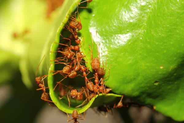 Group ant build home from leaf — Stock Photo, Image