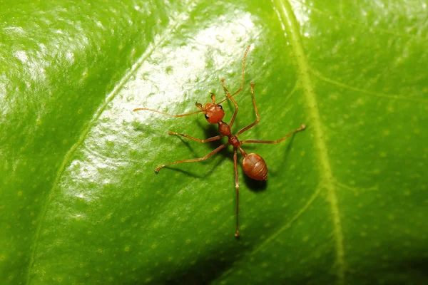 Ant on leaf — Stock Photo, Image