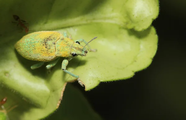 Grüne Rüsselkäfer auf Blatt im Garten aus der Nähe — Stockfoto