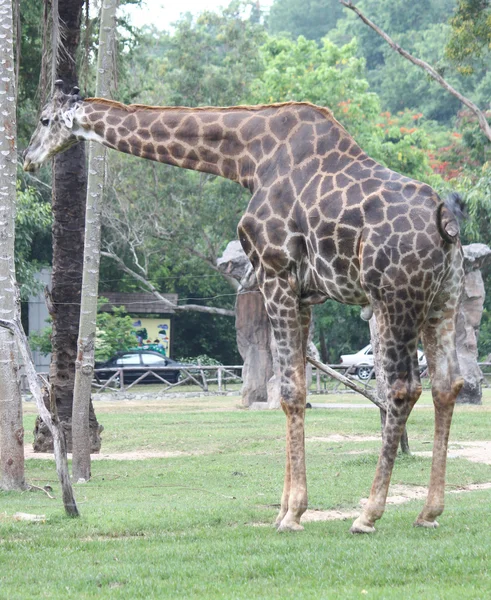 Girafa no zoológico — Fotografia de Stock