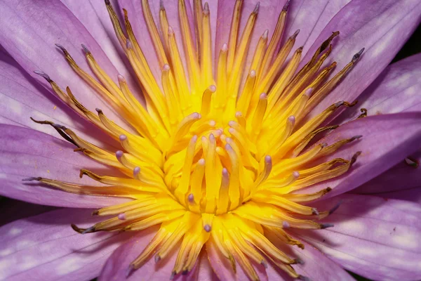 Close up yellow lotus flower — Stock Photo, Image