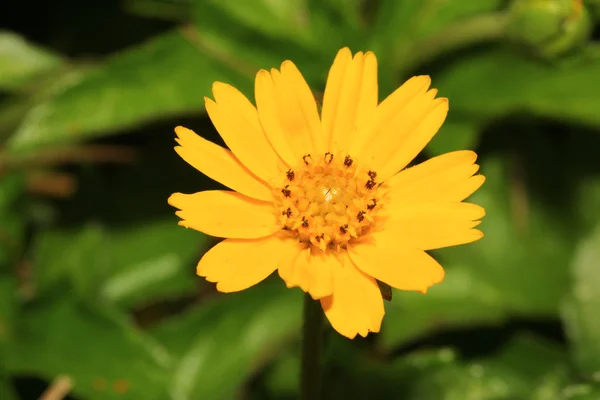 Flor amarela no jardim — Fotografia de Stock
