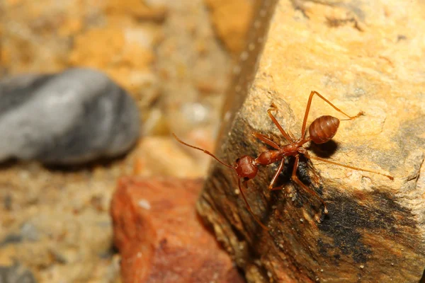 Red ant on rock — Stock Photo, Image