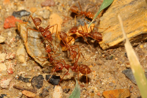 Red ant meeting — Stock Photo, Image
