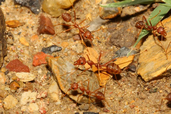 Kum üzerinde kırmızı karınca — Stok fotoğraf