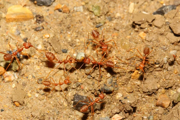 Hormiga de trabajo en equipo —  Fotos de Stock