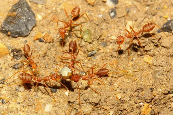 Ekip çalışması kırmızı karınca — Stok fotoğraf
