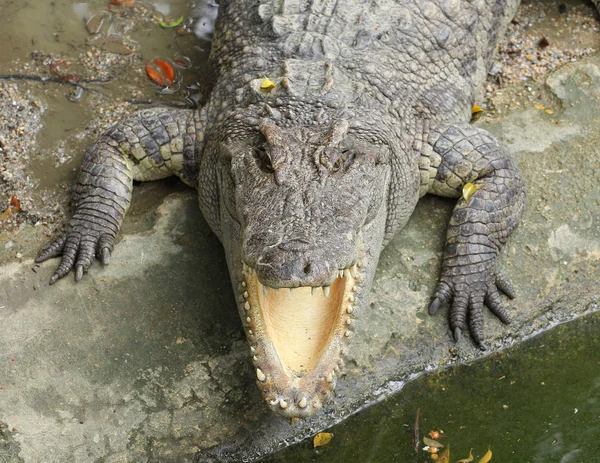 Close-up van hoofd Siamese krokodil in dierentuin — Stockfoto