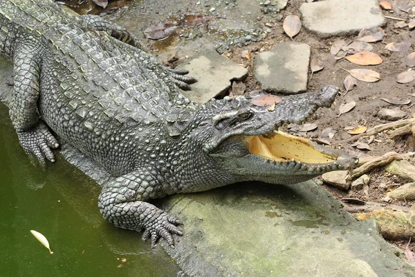 O crocodilo siamês no zoológico — Fotografia de Stock