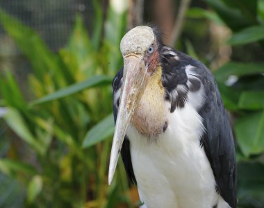 daha az emir subayı kadar Tayland kapatın