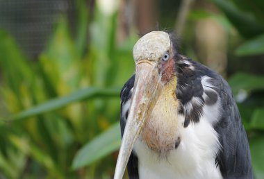 daha az emir subayı kadar Tayland kapatın