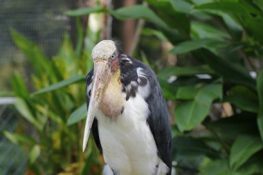 daha az emir subayı kadar Tayland kapatın