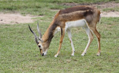 Thomson'ın ceylan yemek çimen