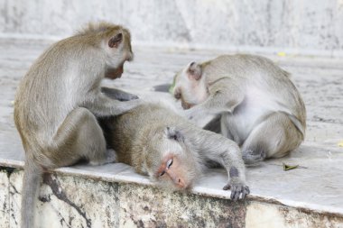 maymun pireler ve keneler arıyor