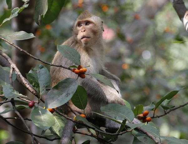 Affe auf Baum — Stockfoto