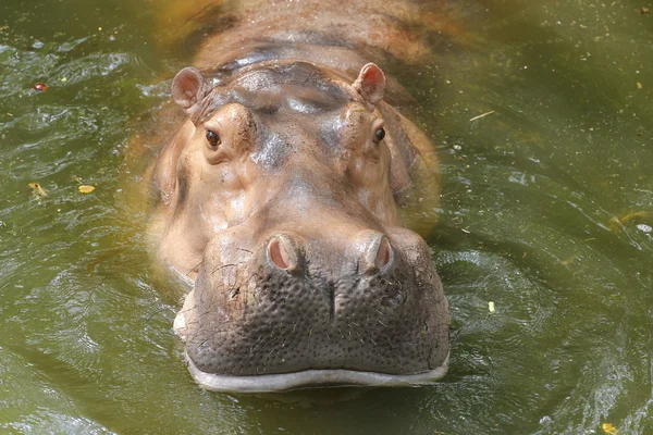 Bliska hipopotam — Zdjęcie stockowe