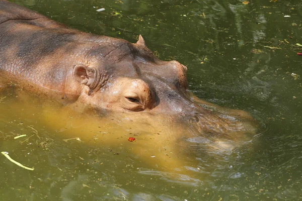 Gros plan hippopotame — Photo
