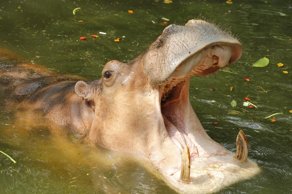 Hippopotame adulte (Hippopotamus amphibius) bouche ouverte — Photo